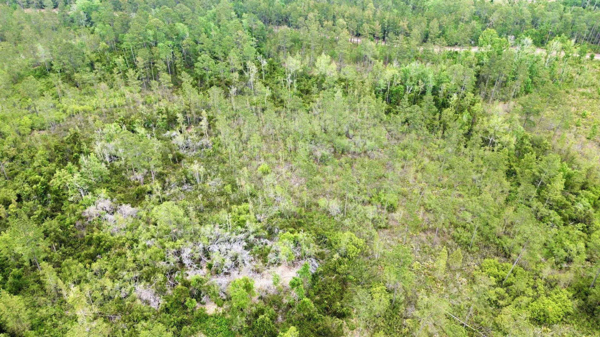 Lot 84 SW Oregon Trail, Greenville, FL 32331 Photo
