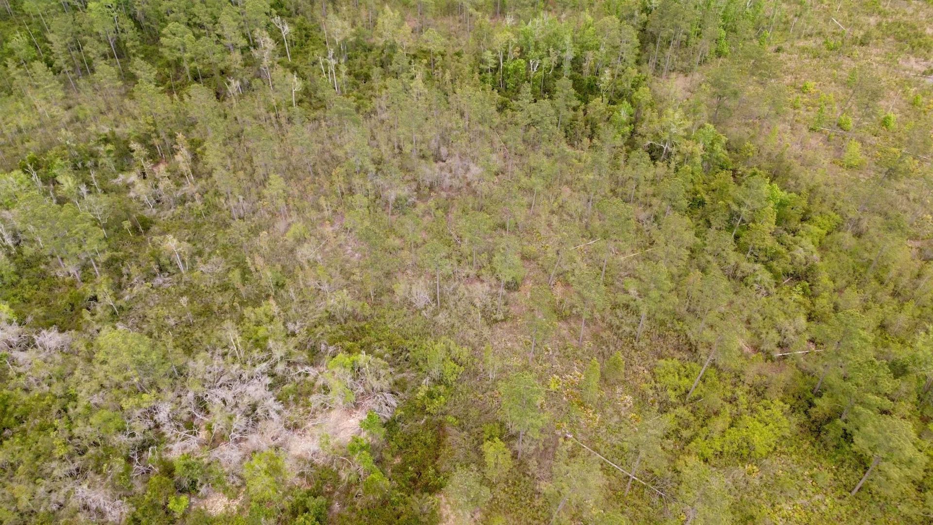 Lot 84 SW Oregon Trail, Greenville, FL 32331 Photo
