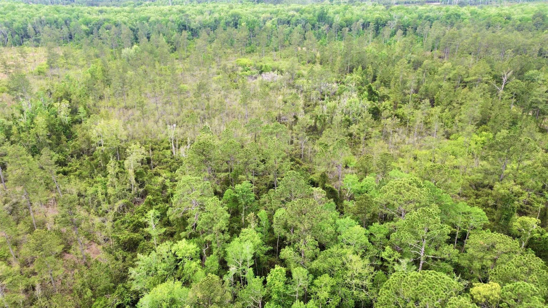 Lot 84 SW Oregon Trail, Greenville, FL 32331 Photo