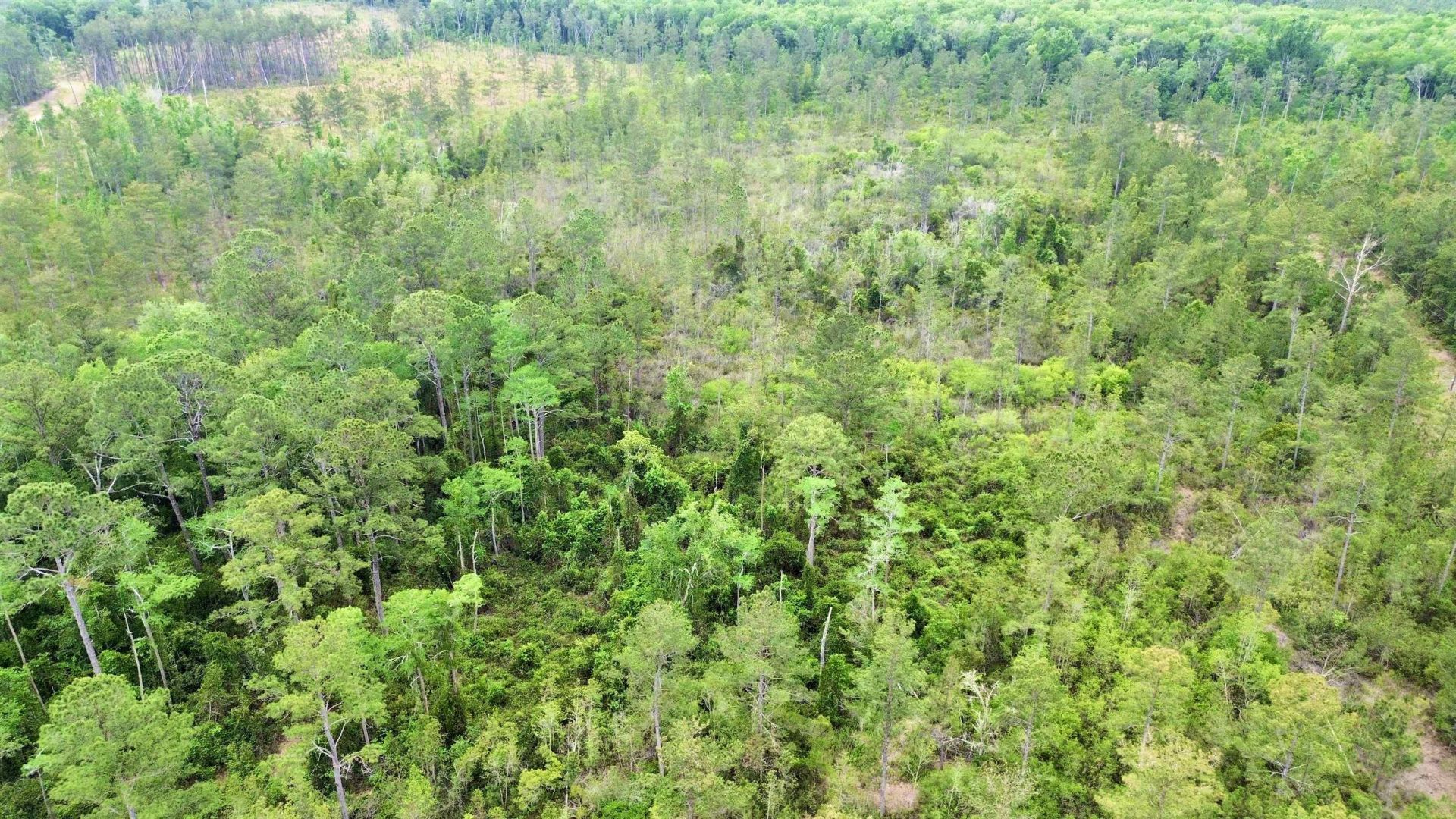 Lot 84 SW Oregon Trail, Greenville, FL 32331 Photo
