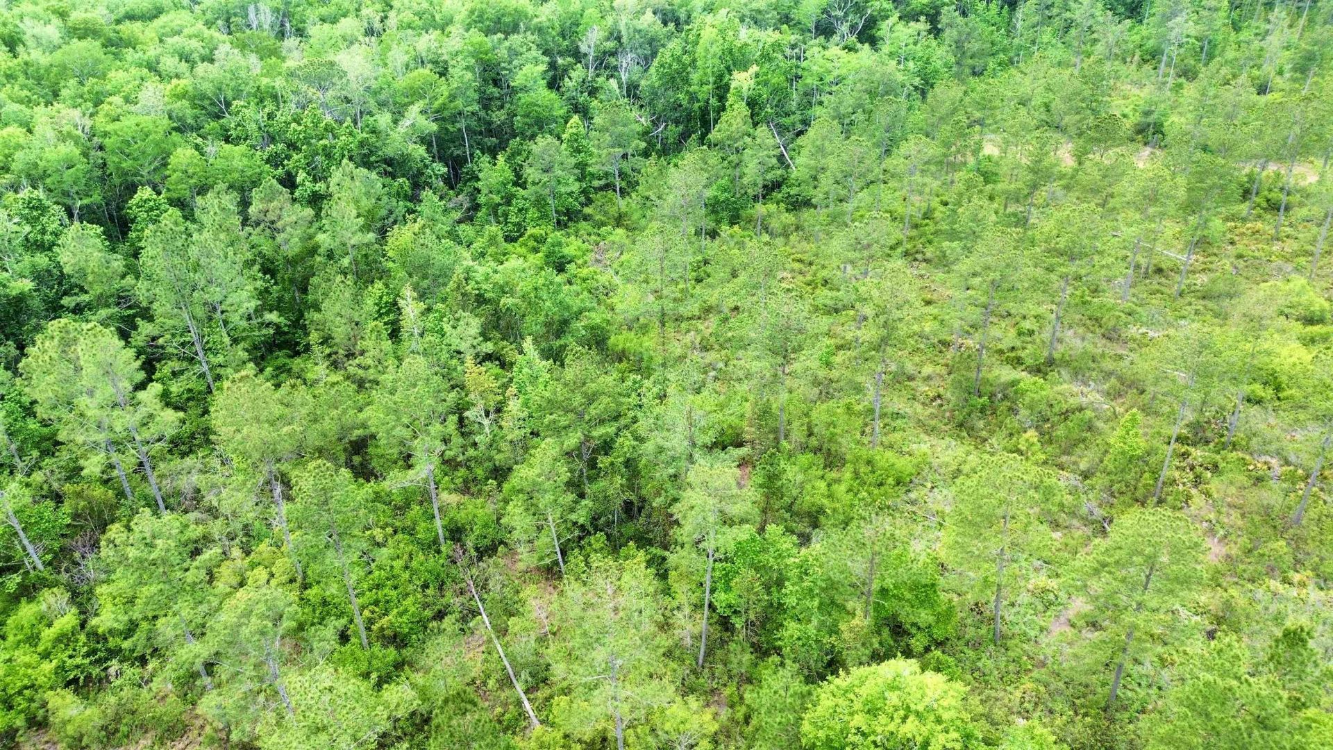 Lot 84 SW Oregon Trail, Greenville, FL 32331 Photo