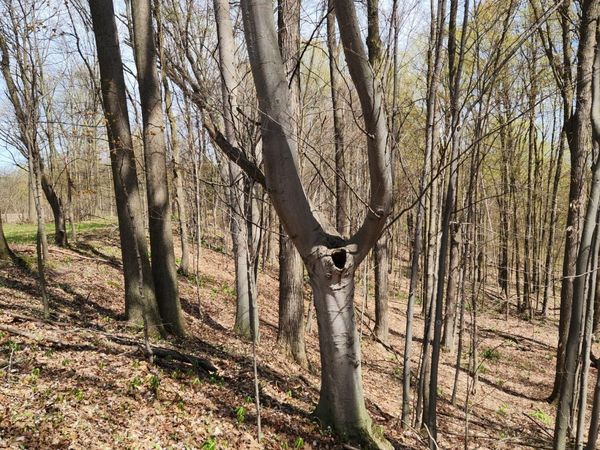 234 180th Avenue, Hersey, MI 49639