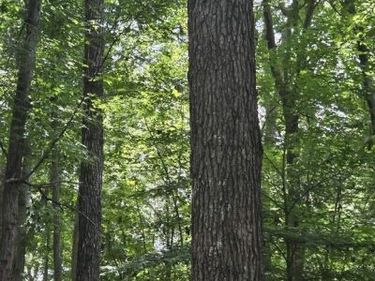 85 LAGUNA RD , PALMYRA, VA 22963