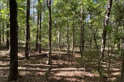 Tbd Pearson Rd. photo 4