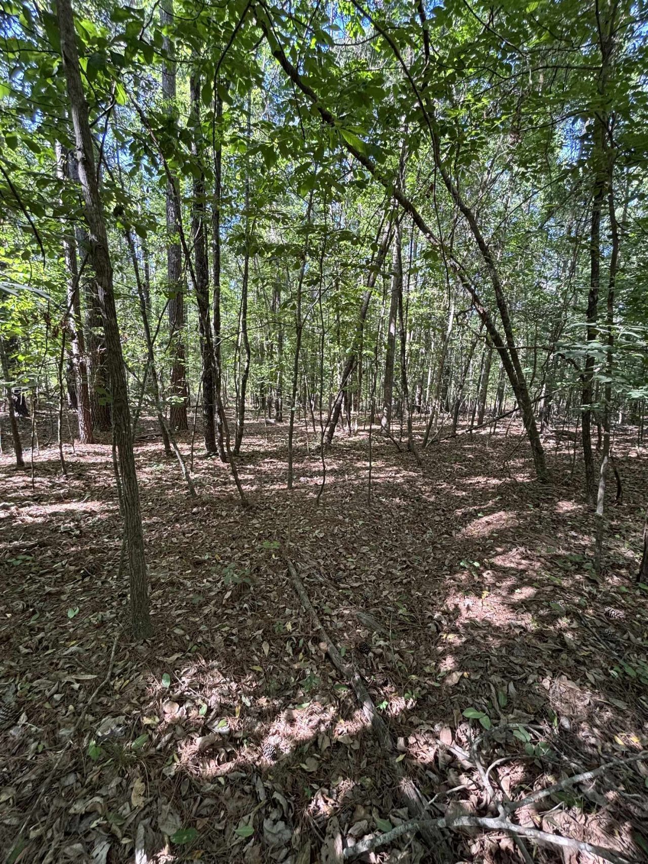 Tbd Pearson Rd. Photo 5