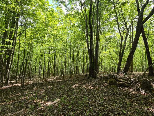 Lot 15b Cluck Cove Road, South Pittsburg, TN 37380