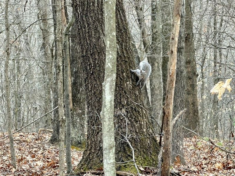 Hanson Road , Beverly, OH 45715 Photo 13