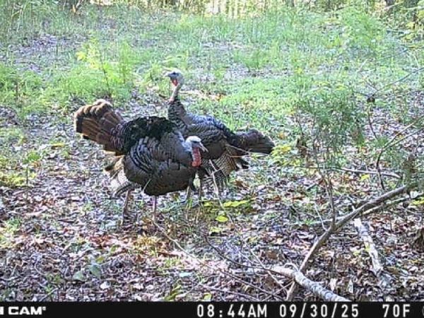 0 Downing Hollow Road, Waynesboro, TN 38485