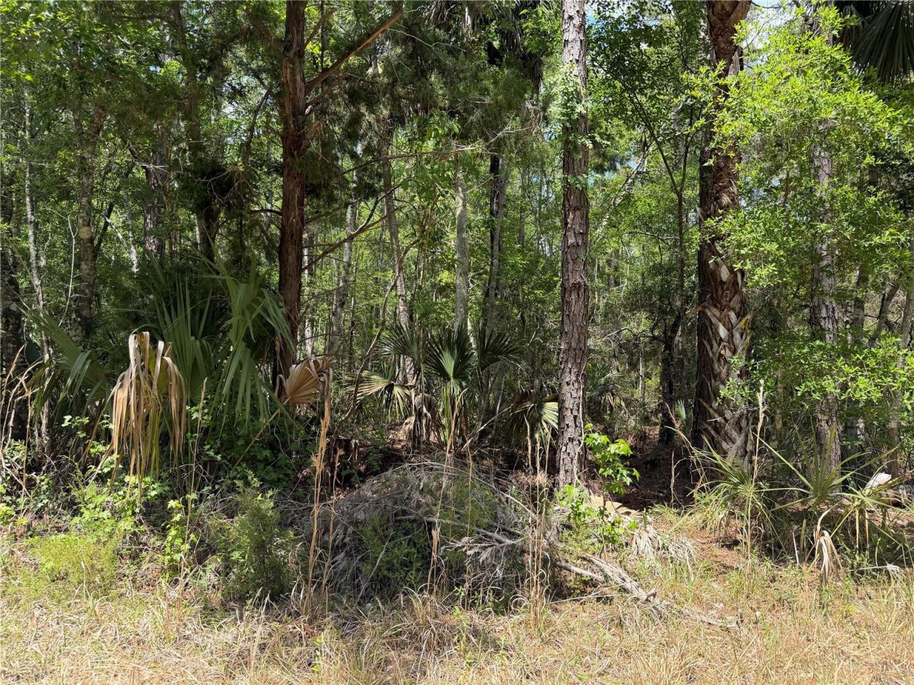 Tbd SW Cr-347 , Chiefland, FL 32644 Photo