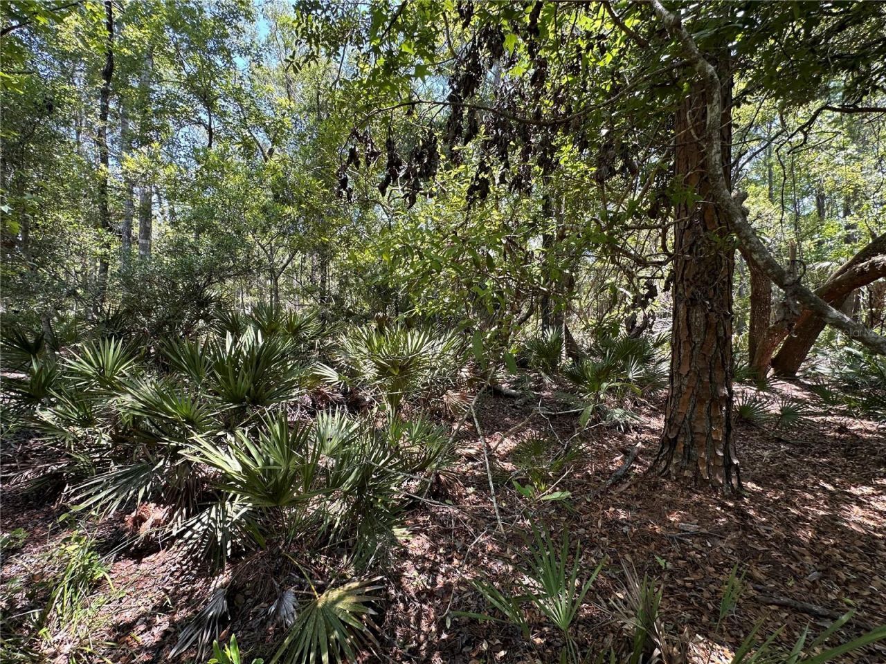 Tbd SW Cr-347 , Chiefland, FL 32644 Photo