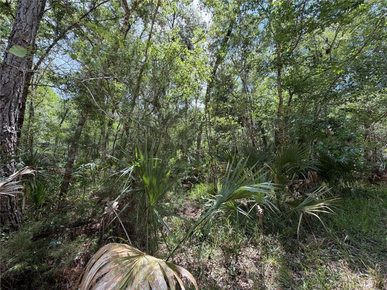 Tract 99 SW Cr-347 , Chiefland, FL 32644 Photo