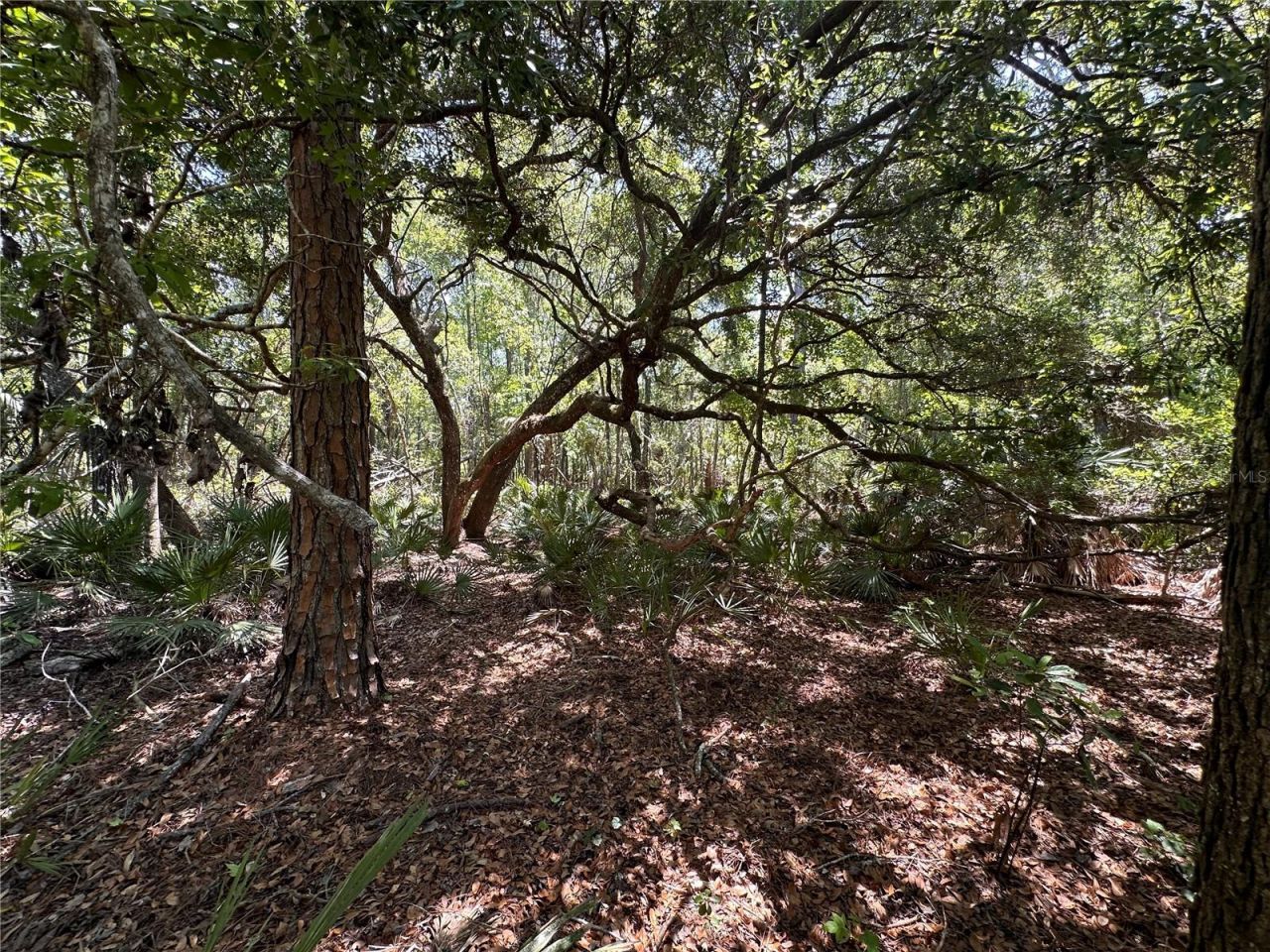 Tract 99 SW Cr-347 , Chiefland, FL 32644 Photo