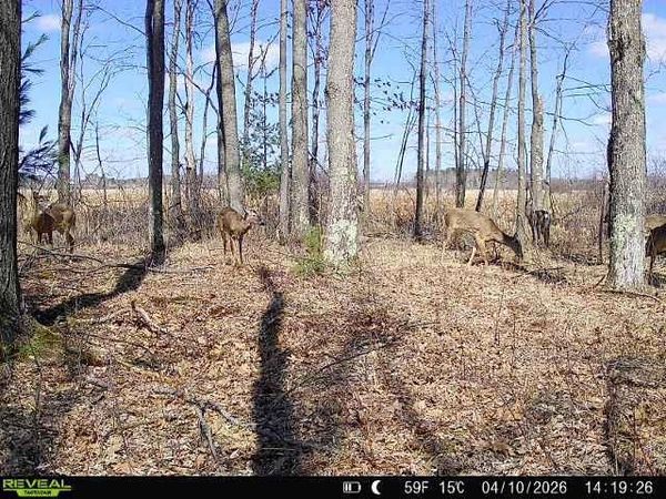 21 ACRES, Unit Sand Hill , WI 54481