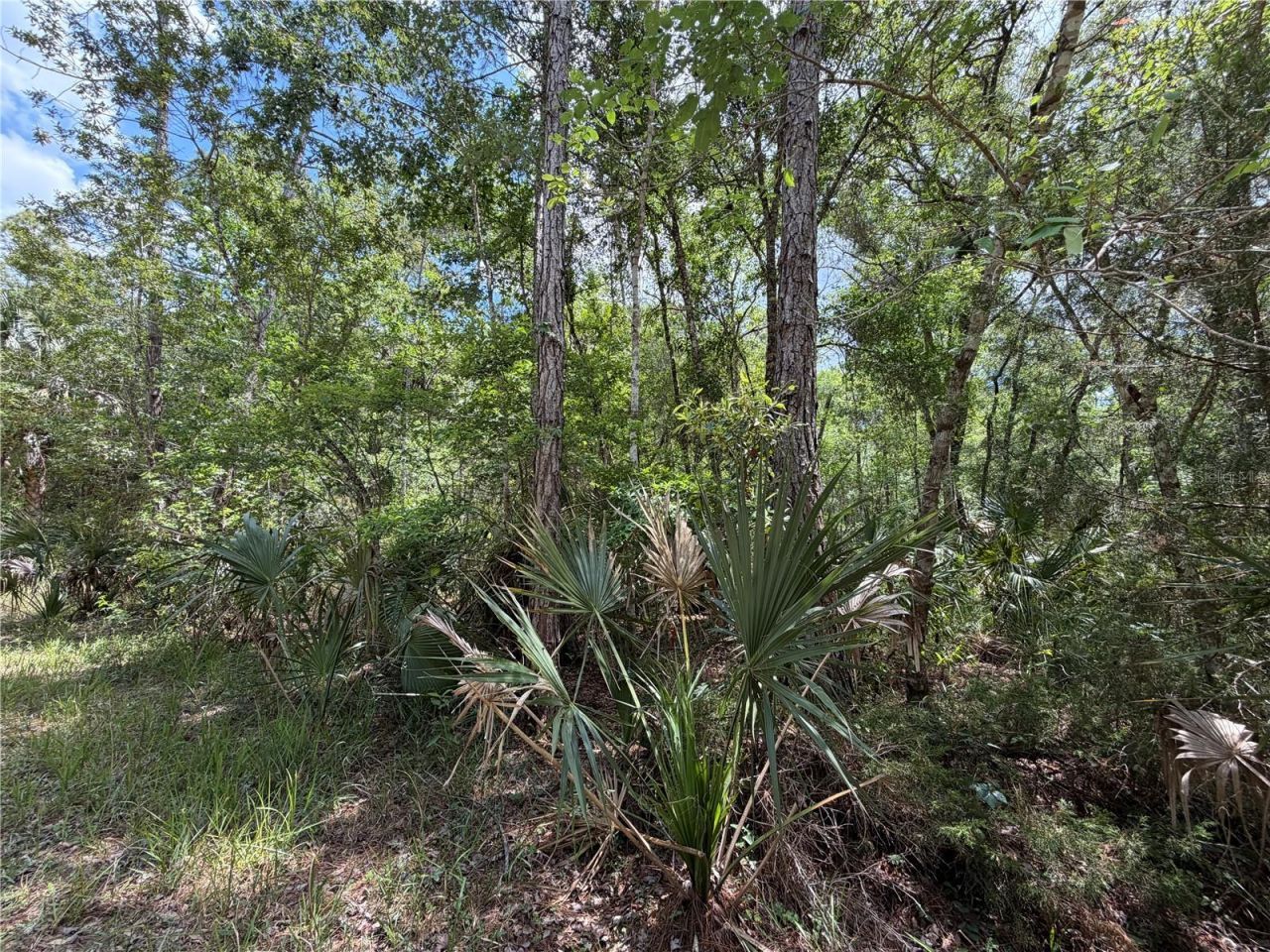Tract 100 SW Cr-347 , Chiefland, FL 32644 Photo