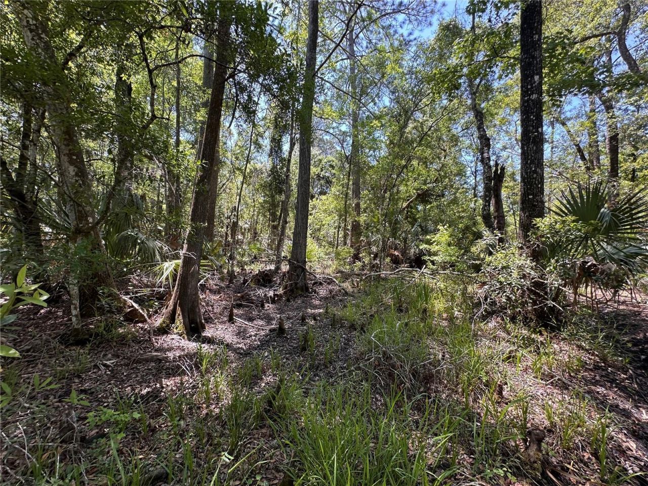 Tract 100 SW Cr-347 , Chiefland, FL 32644 Photo
