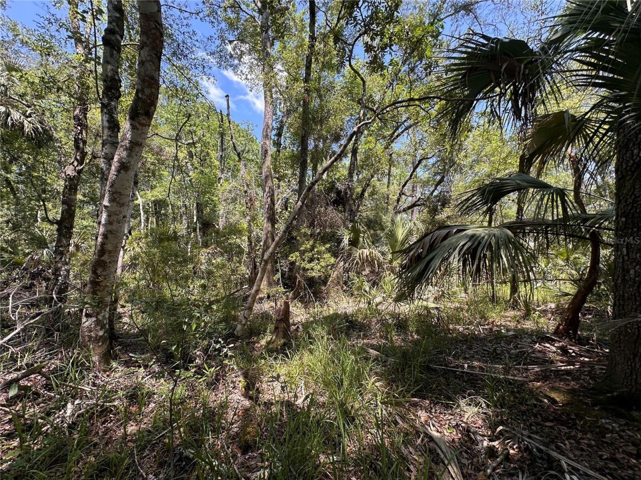 Tract 100 SW Cr-347 , Chiefland, FL 32644 Photo
