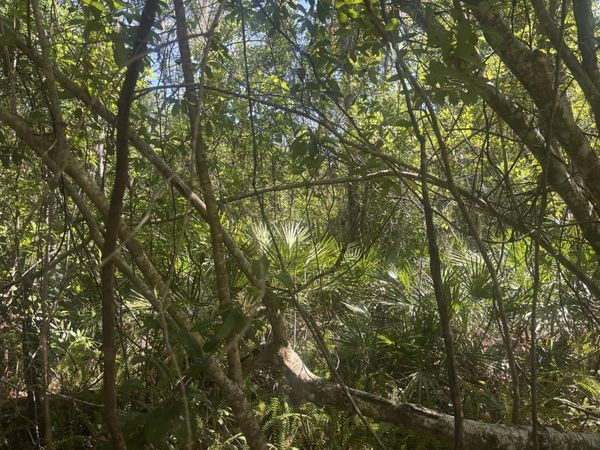 536 Bright Hill Avenue, Lake Placid, FL 33852