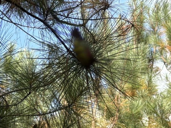 230 Dodgen Road, Hampton, GA 30228