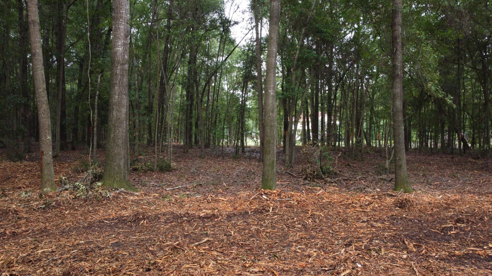 6 Francis Marion Boulevard Photo 15