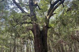 6 Francis Marion Boulevard photo 4