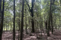 6 Francis Marion Boulevard photo 4