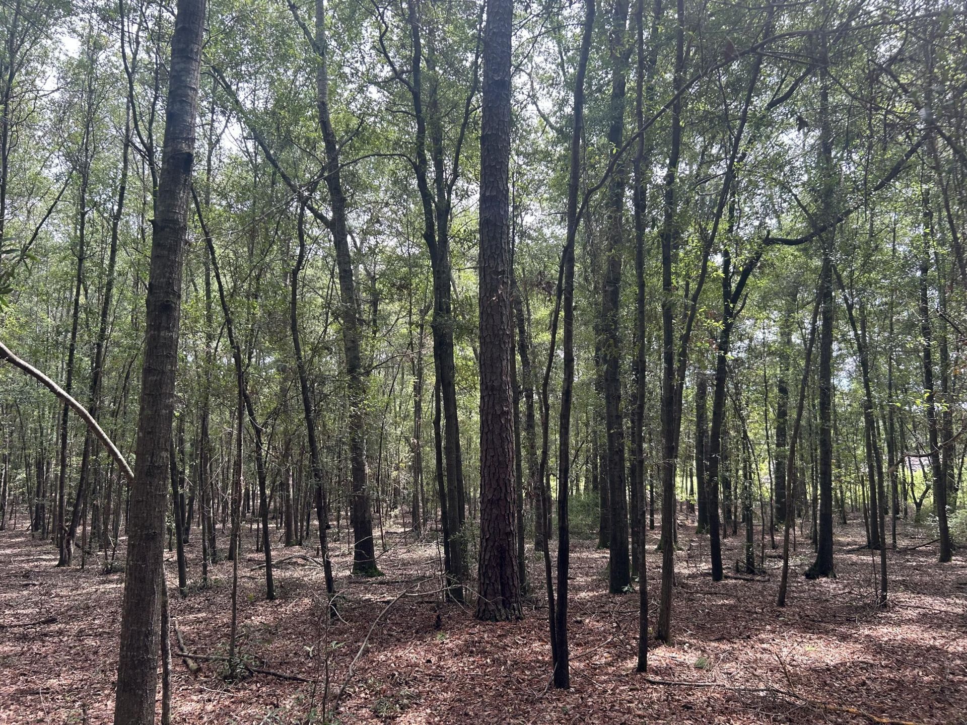 6 Francis Marion Boulevard Photo 6