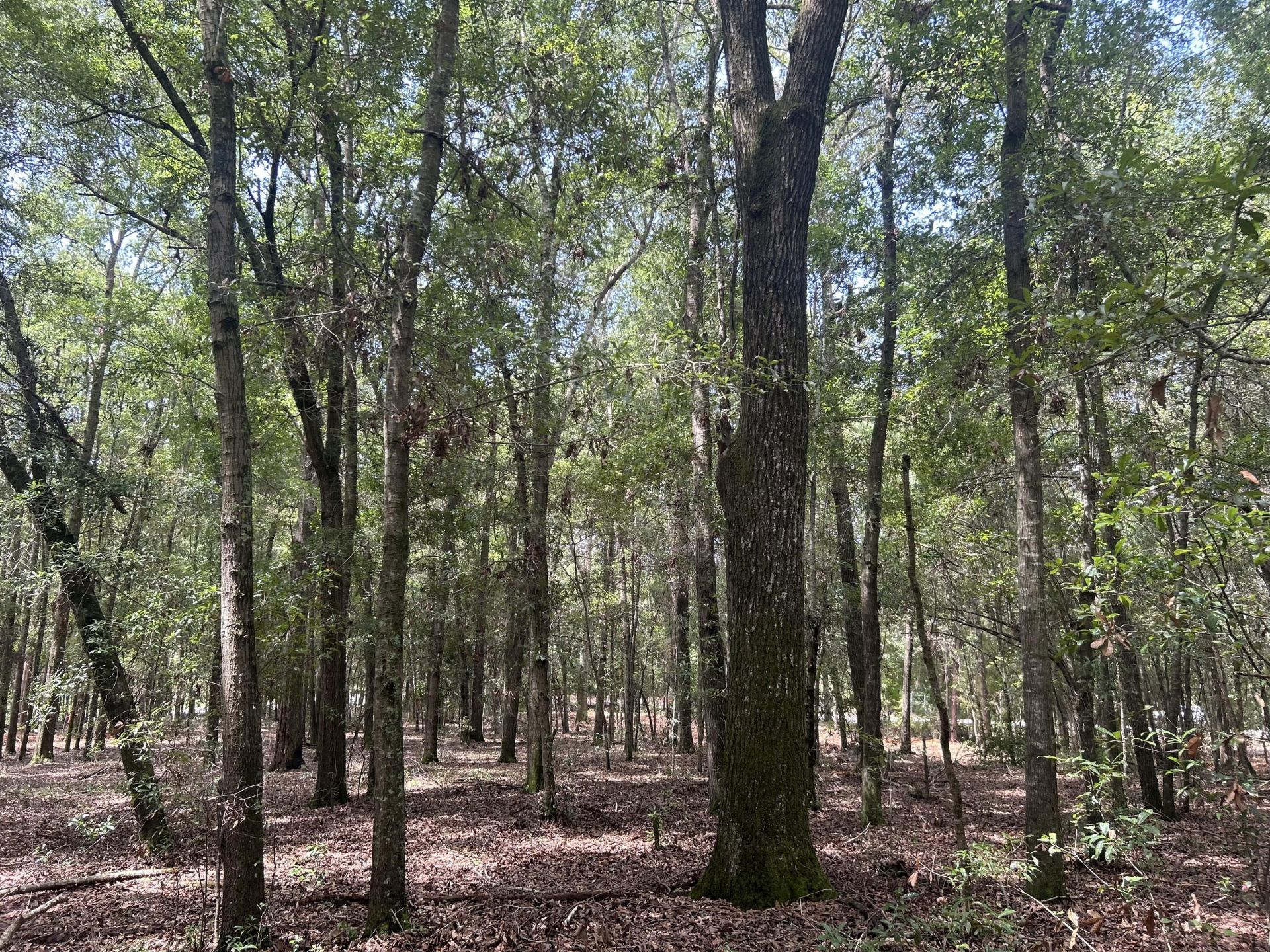 6 Francis Marion Boulevard Photo 9