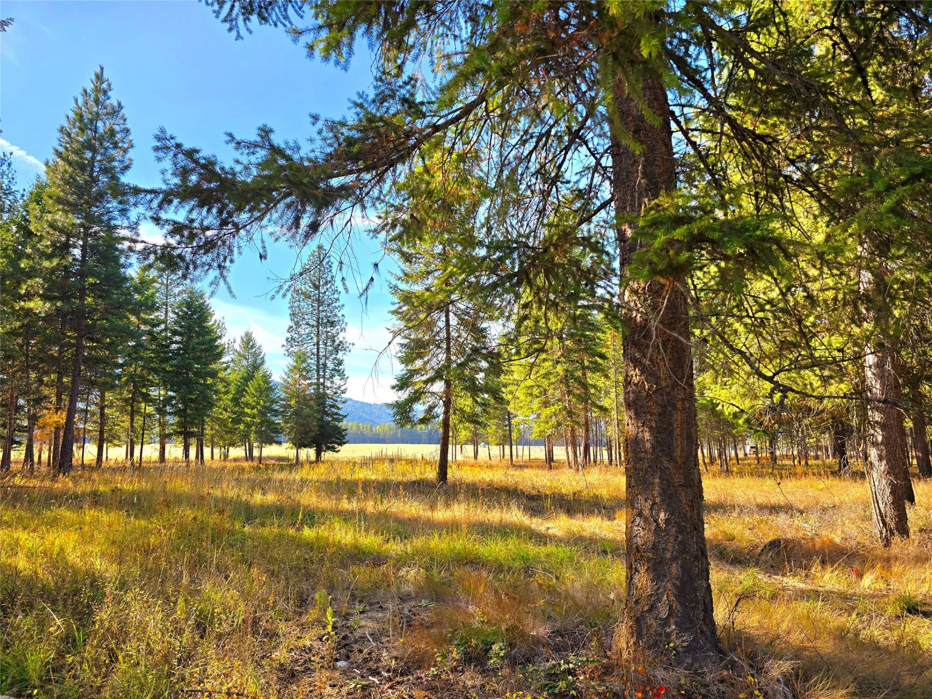 19 Faro Lane, Trout Creek, MT 59874 Main Photo