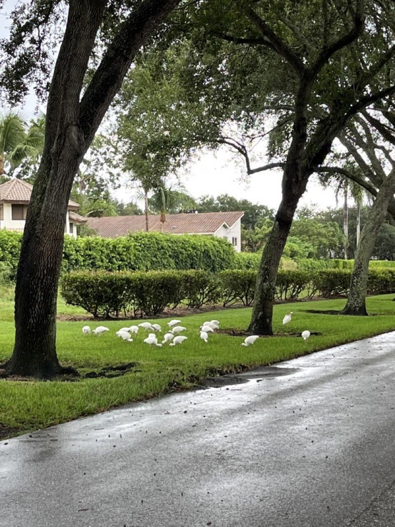 4020 NW 24th Ter Terrace, Boca Raton, FL 33431 Photo