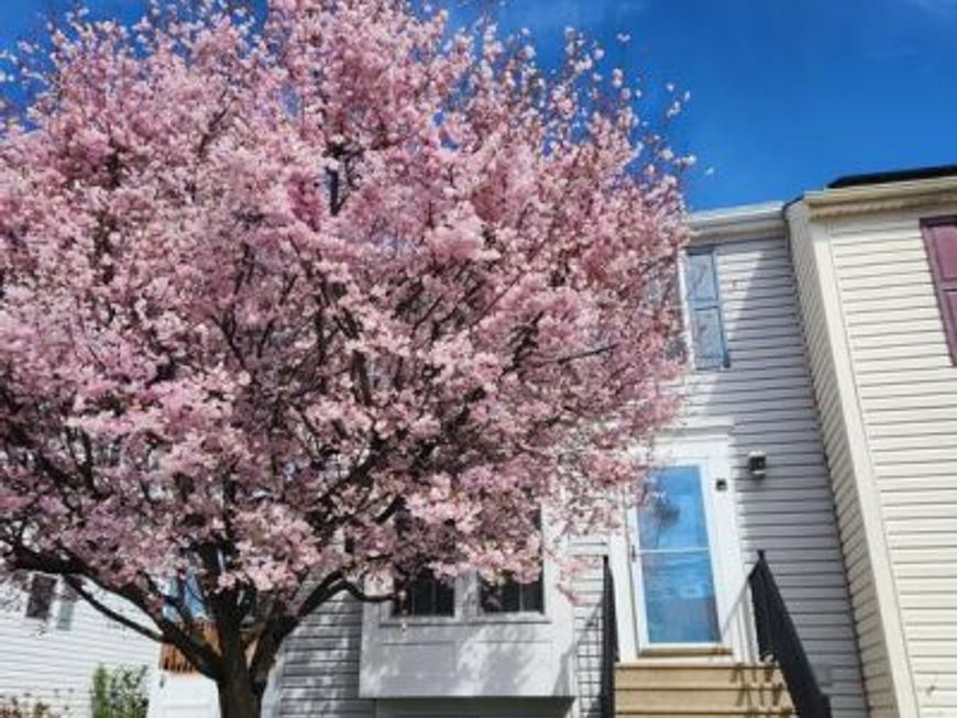 7856 Marioak Drive, Elkridge, MD 21075 Main Photo