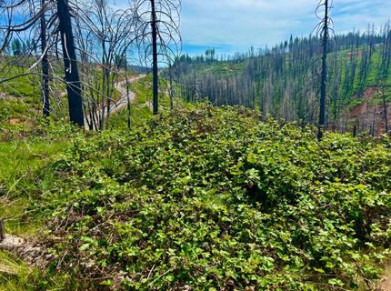 4664 String Canyon Rd, Somerset, CA 95684 Photo