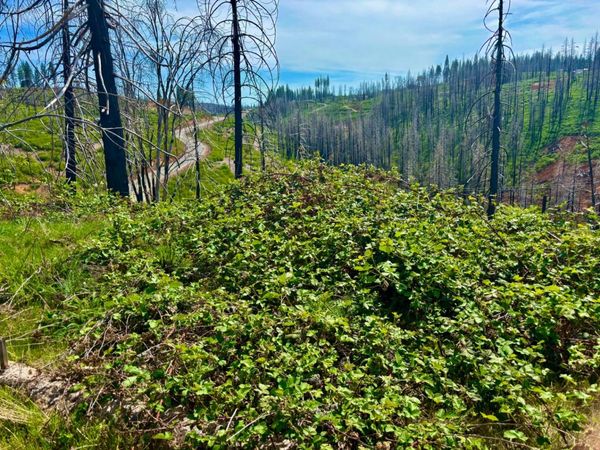 4664 String Canyon Rd, Somerset, CA 95684