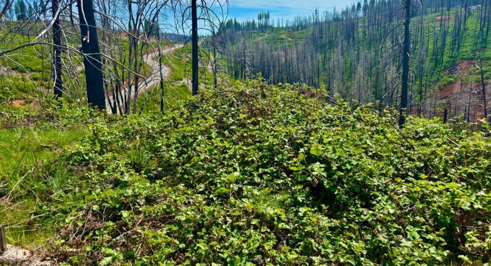 4664 String Canyon Rd, Somerset, CA 95684 Photo