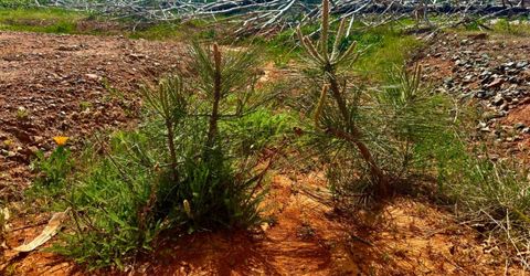 4664 String Canyon Rd, Somerset, CA 95684 Photo