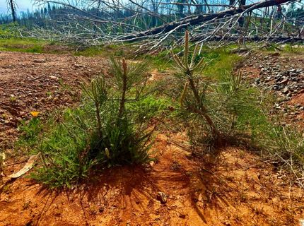 4664 String Canyon Rd, Somerset, CA 95684 Photo