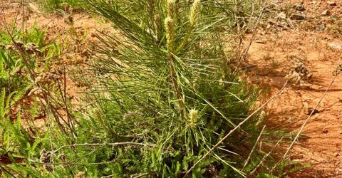 4664 String Canyon Rd, Somerset, CA 95684 Photo