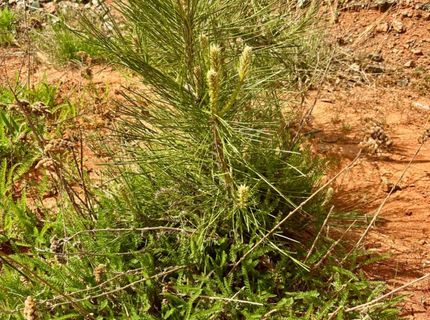 4664 String Canyon Rd, Somerset, CA 95684 Photo