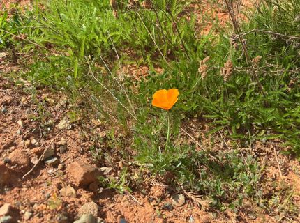 4664 String Canyon Rd, Somerset, CA 95684 Photo