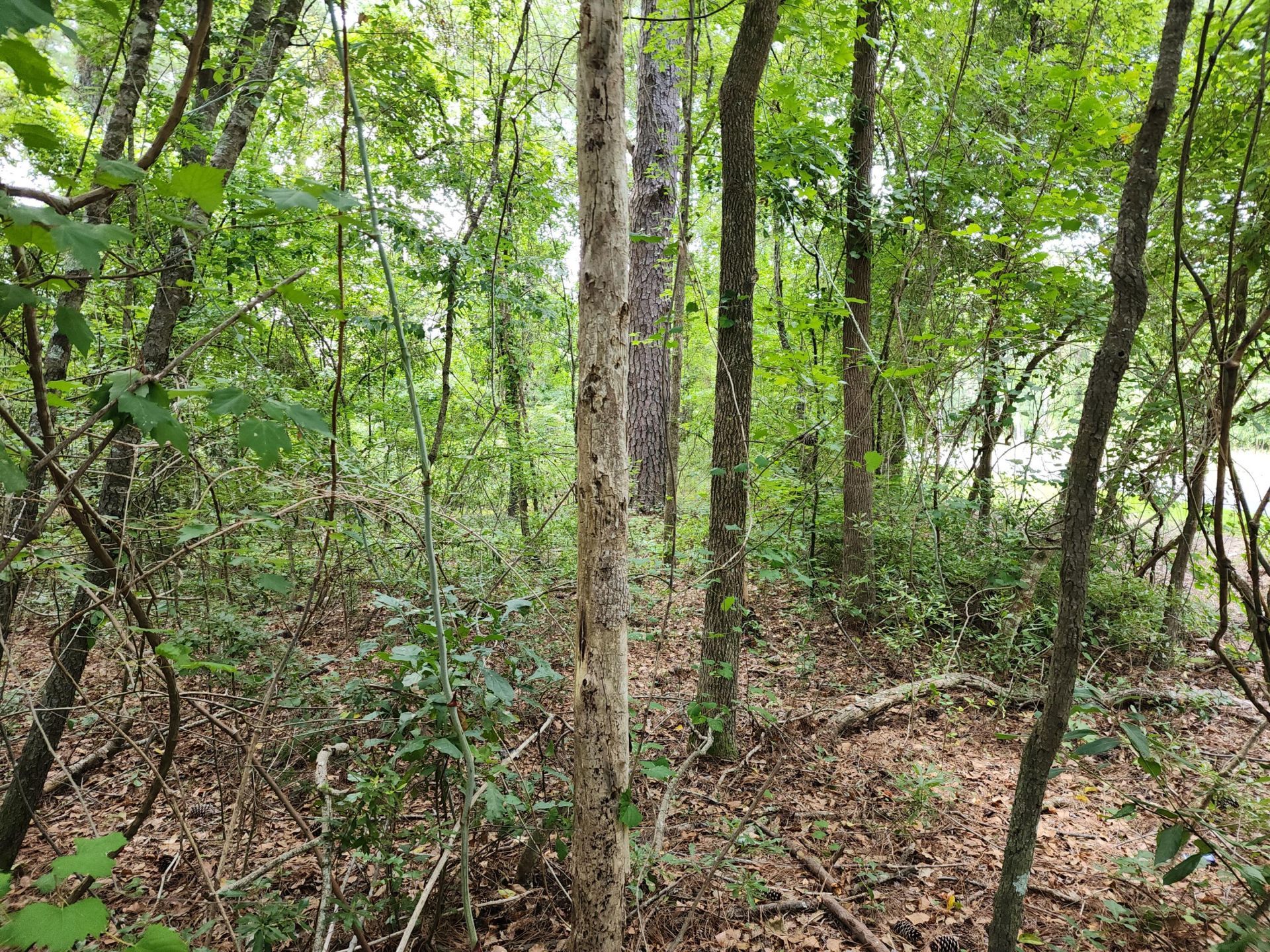 019 Thomas Kate Road Photo 24