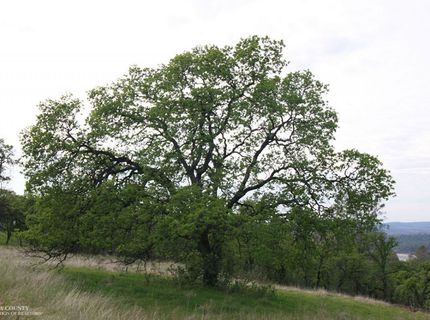 8584-a Riverview Ter, Smartville, CA 95977 Photo