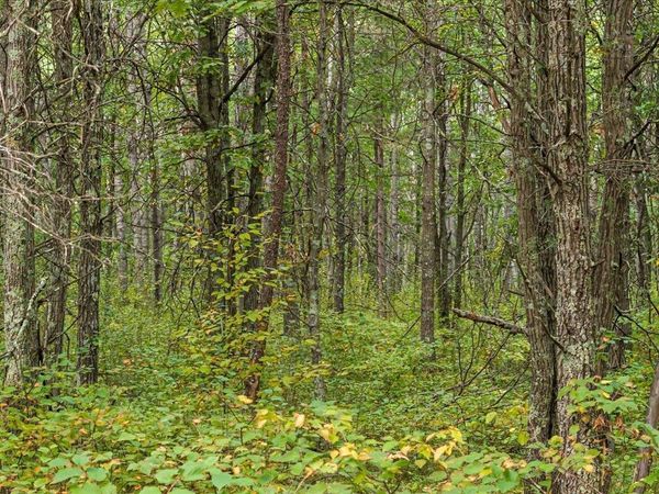 Lot C Sandbar Lane , Merrifield, MN 56465