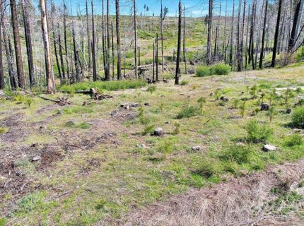 7403 Winding Way, Grizzly Flats, CA 95636 Photo