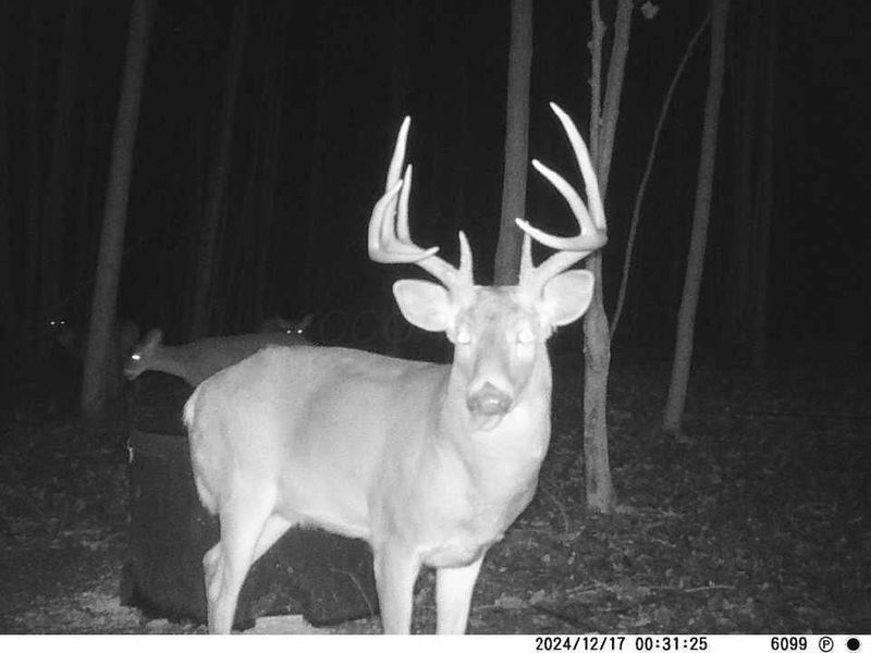 9407 Beavers Ridge Road, Piketon, OH 45661 Photo 19