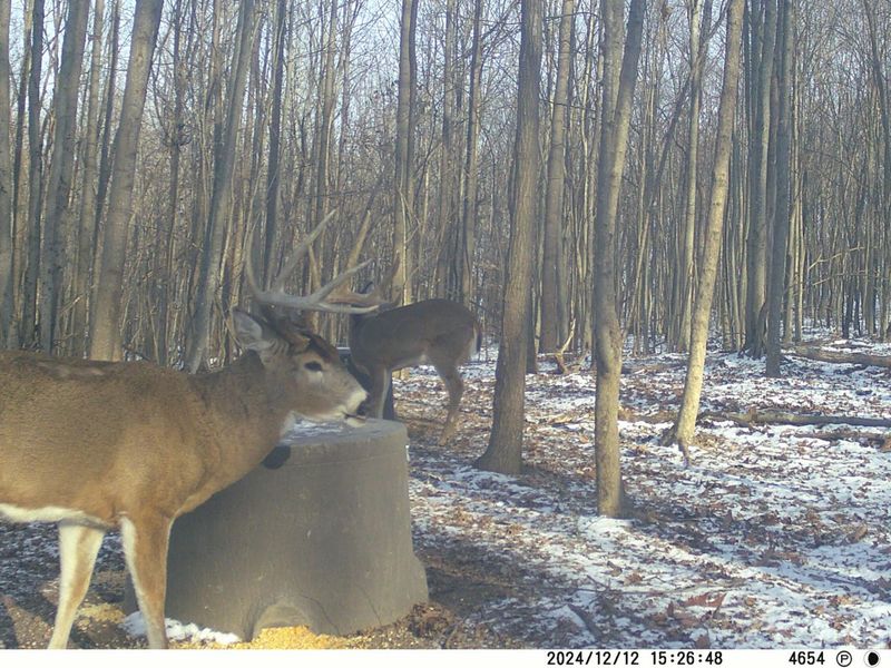 9407 Beavers Ridge Road, Piketon, OH 45661 Photo 20