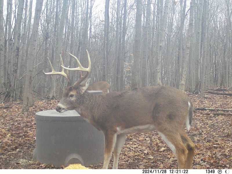 9407 Beavers Ridge Road, Piketon, OH 45661 Photo 23