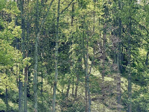 Lot 99 Crystal Lake, West Union, WV 26456