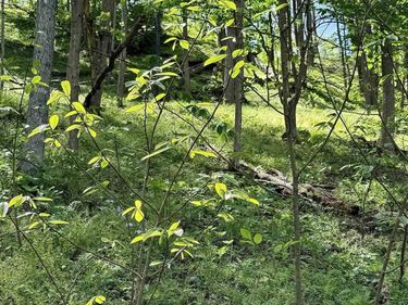 Lot 99 Crystal Lake, West Union, WV 26456