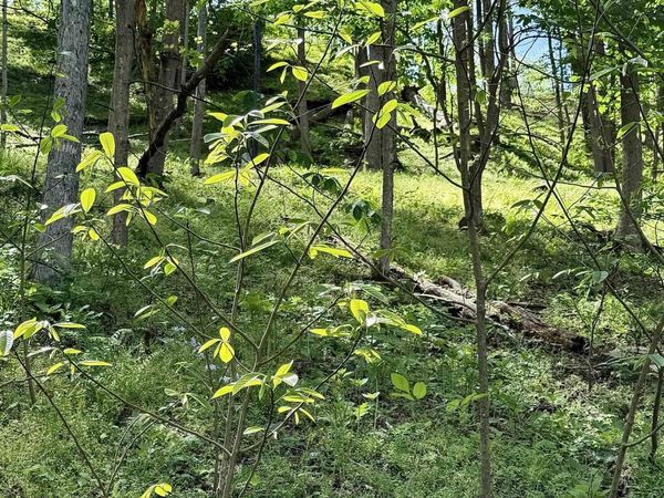 Lot 99 Crystal Lake, West Union, WV 26456