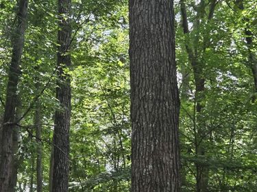 85 LAGUNA RD , Palmyra, VA 22963