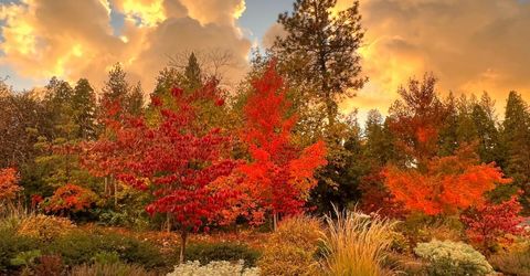 323 Forest Meadows Dr, Murphys, CA 95247 Photo